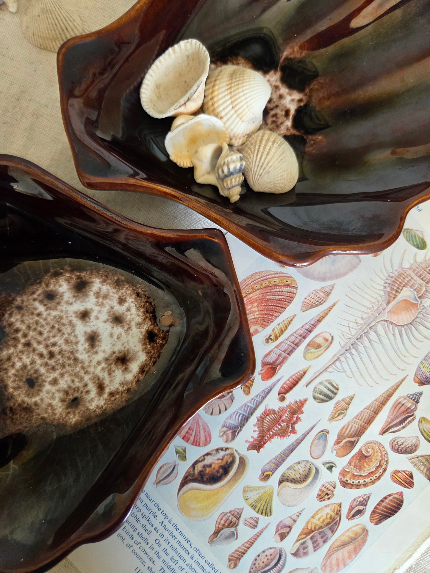 A Pair of Vintage Shell Dishes